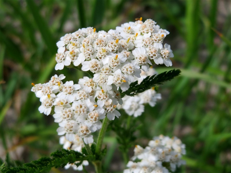 Gemeine Schafgarbe (Achillea millefolium) in Hockenheim