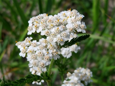 Gemeine Schafgarbe (Achillea millefolium) in Hockenheim