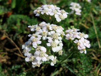 Gemeine Schafgarbe (Achillea millefolium) in Heidelberg
