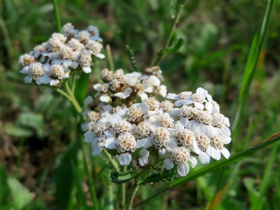 Gemeine Schafgarbe (Achillea millefolium) in Schalkenmehren
