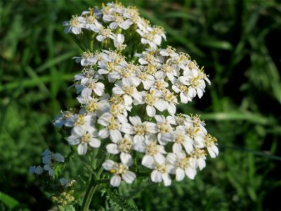 Gemeine Schafgarbe (Achillea millefolium) bei Reilingen
