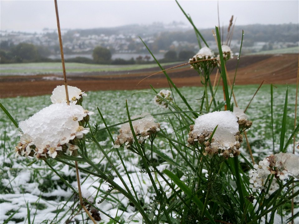 Gemeine Schafgarbe (Achillea millefolium) am Schalkenmehrener Maar