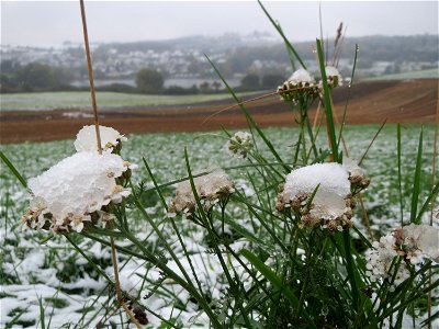 Gemeine Schafgarbe (Achillea millefolium) am Schalkenmehrener Maar