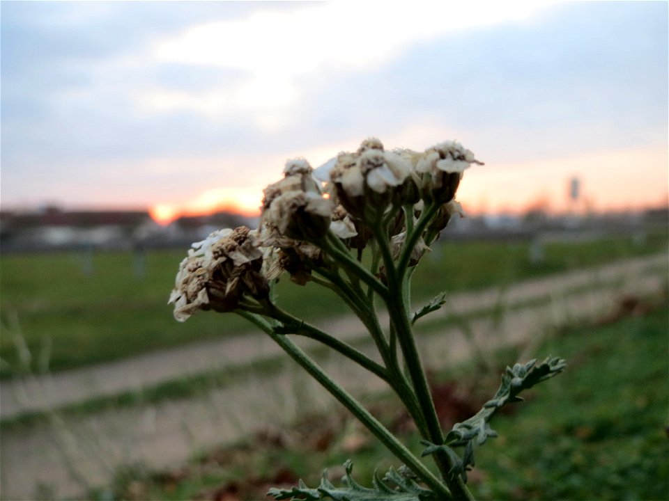 Gemeine Schafgarbe (Achillea millefolium) in Hockenheim