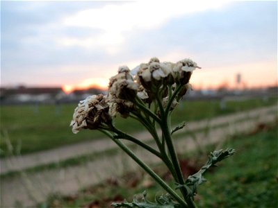 Gemeine Schafgarbe (Achillea millefolium) in Hockenheim