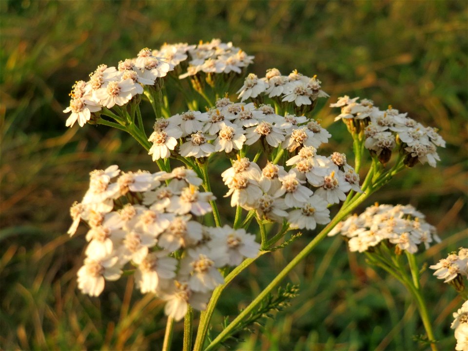 Gemeine Schafgarbe (Achillea millefolium) bei Hockenheim
