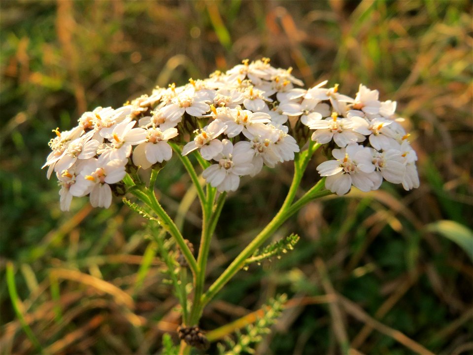 Gemeine Schafgarbe (Achillea millefolium) bei Hockenheim