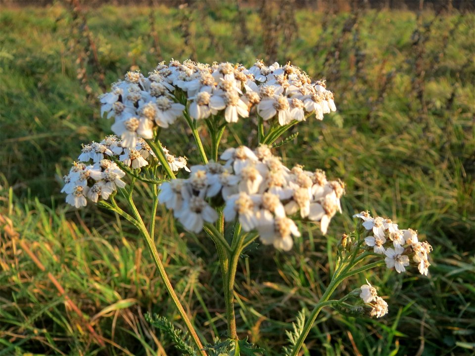Gemeine Schafgarbe (Achillea millefolium) bei Hockenheim