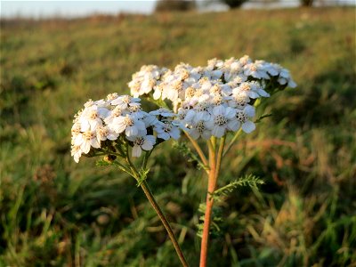 Gemeine Schafgarbe (Achillea millefolium) bei Hockenheim