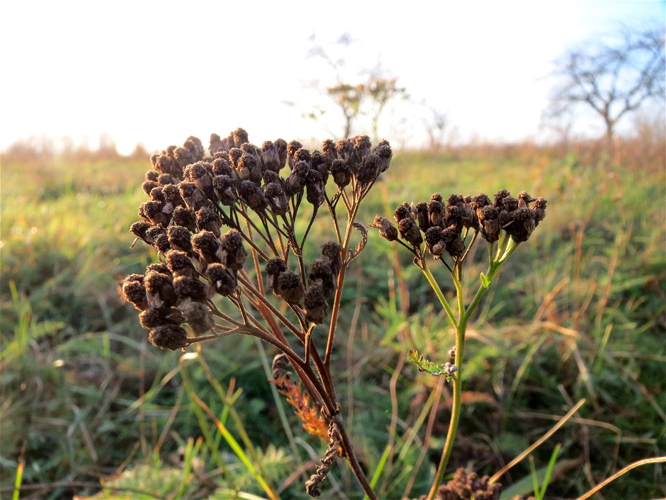 Gemeine Schafgarbe (Achillea millefolium) bei Hockenheim