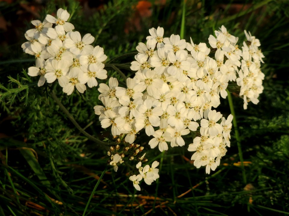 Gemeine Schafgarbe (Achillea millefolium) an der Saar in Saarbrücken