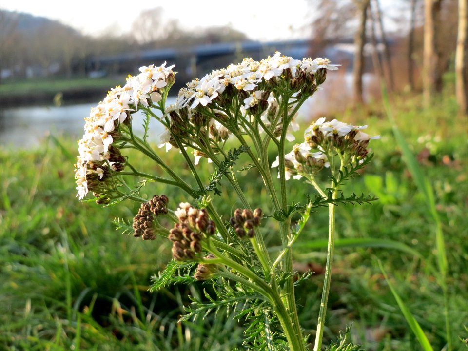 Gemeine Schafgarbe (Achillea millefolium) an der Saar in Saarbrücken