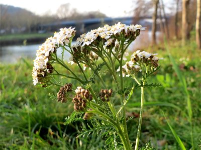 Gemeine Schafgarbe (Achillea millefolium) an der Saar in Saarbrücken