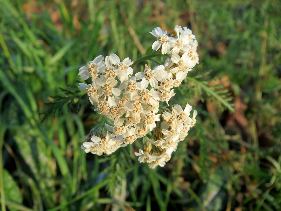 Gemeine Schafgarbe (Achillea millefolium) in Hockenheim