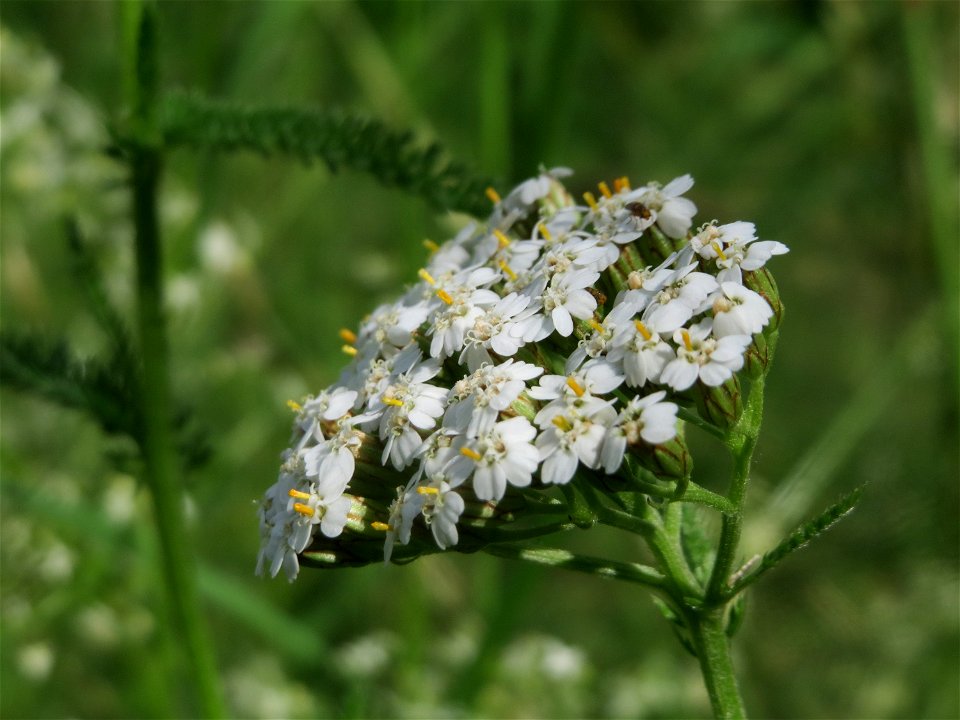 Gemeine Schafgarbe (Achillea millefolium) im Landesgartenschaupark Hockenheim