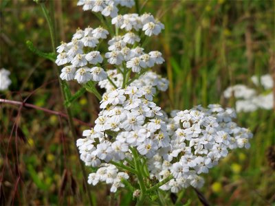 Gemeine Schafgarbe (Achillea millefolium) in den Horststückern im Landschaftsschutzgebiet Hockenheimer Rheinbogen
