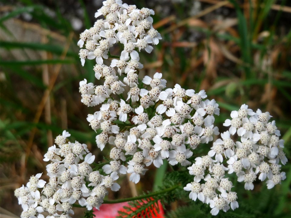 Gemeine Schafgarbe (Achillea millefolium) am Kraichbach in Hockenheim