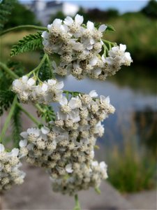Gemeine Schafgarbe (Achillea millefolium) am Kraichbach in Hockenheim