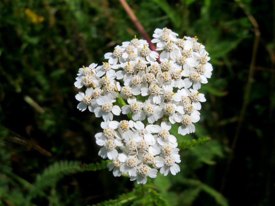 Gemeine Schafgarbe (Achillea millefolium) im Neuenheimer Feld in Heidelberg