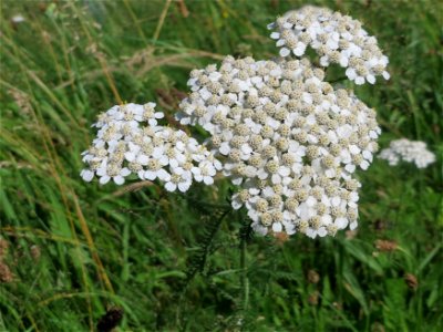 Gemeine Schafgarbe (Achillea millefolium) in Hockenheim