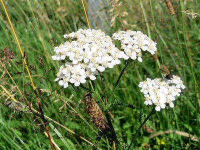 Gemeine Schafgarbe (Achillea millefolium) in Hockenheim