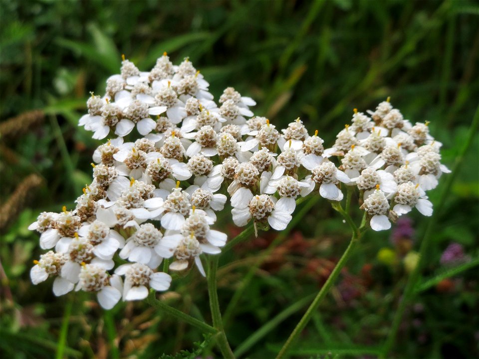 Gemeine Schafgarbe (Achillea millefolium) im Schwetzinger Hardt - an der Bahnstrecke Mannheim-Karlsruhe findet sich ein kleines Sandmagerrasen-Biotop mit typischer Binnendünen-Vegetation
