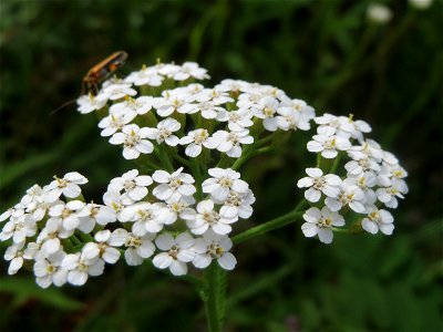 Gemeine Schafgarbe (Achillea millefolium) im Schwetzinger Hardt - an der Bahnstrecke Mannheim-Karlsruhe findet sich ein kleines Sandmagerrasen-Biotop mit typischer Binnendünen-Vegetation