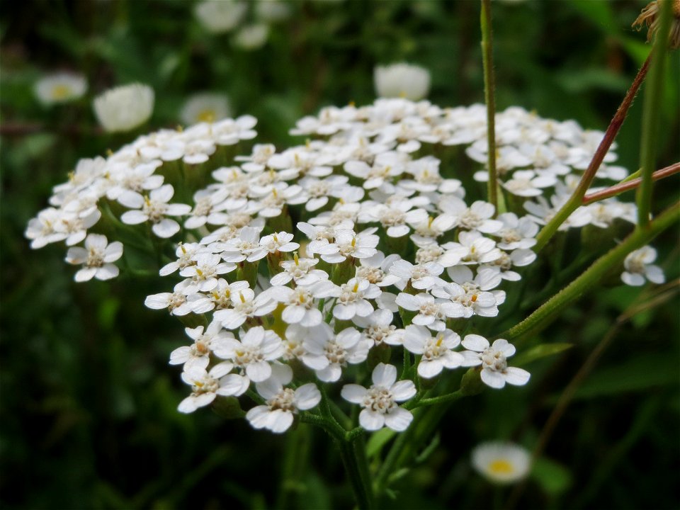 Gemeine Schafgarbe (Achillea millefolium) im Schwetzinger Hardt - an der Bahnstrecke Mannheim-Karlsruhe findet sich ein kleines Sandmagerrasen-Biotop mit typischer Binnendünen-Vegetation