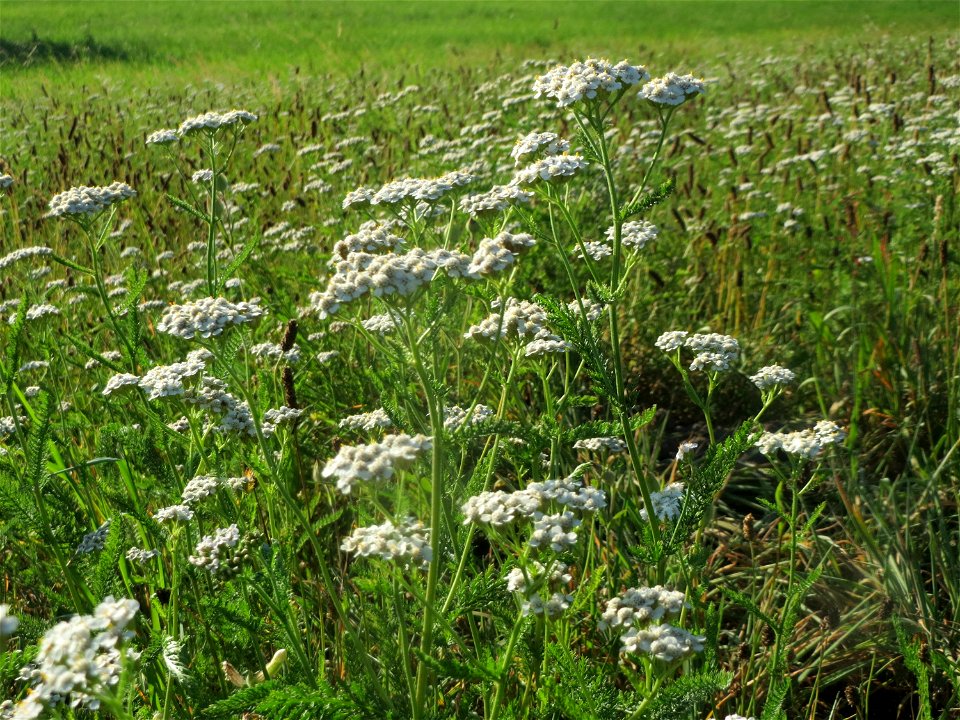 Gemeine Schafgarbe (Achillea millefolium) auf einer Sommerwiese bei Reilingen