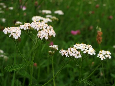 Gemeine Schafgarbe (Achillea millefolium) in Hockenheim