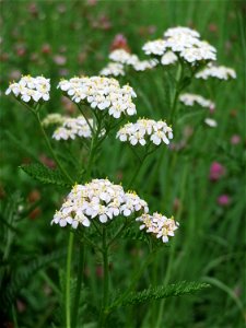 Gemeine Schafgarbe (Achillea millefolium) in Hockenheim