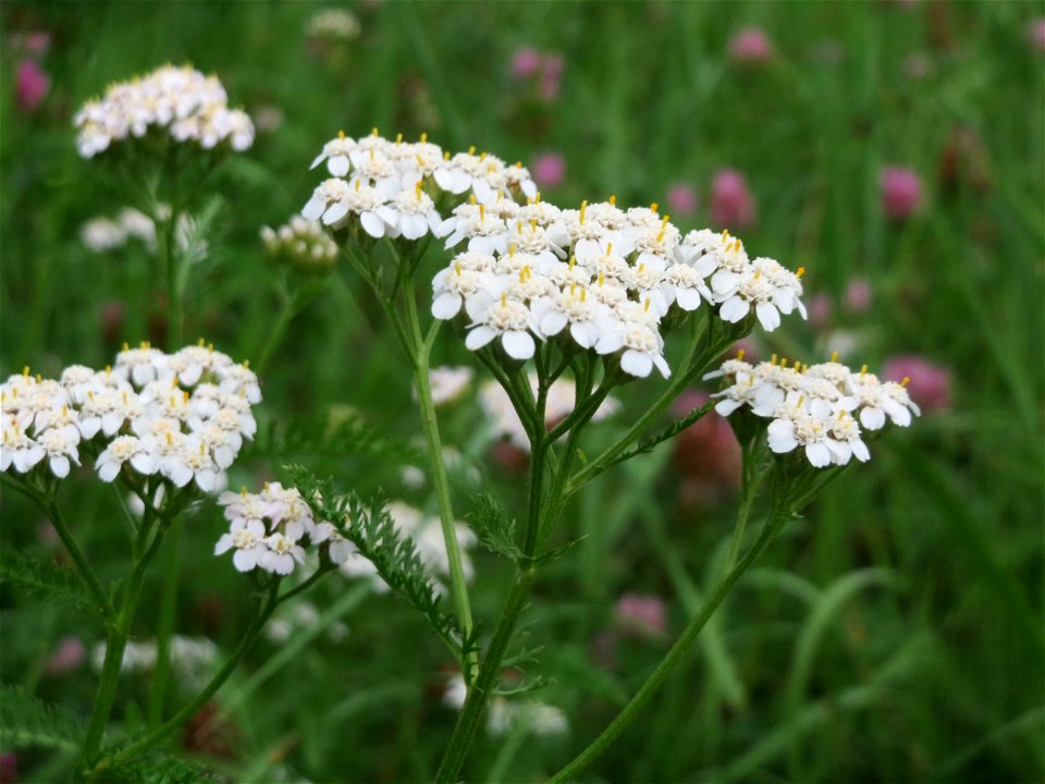 Gemeine Schafgarbe (Achillea millefolium) in Hockenheim