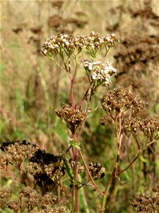 Schafgarbe (Achillea millefolium) im Naturschutzgebiet „St. Arnualer Wiesen“ photo