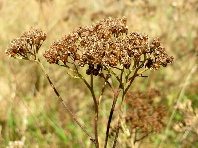 Schafgarbe (Achillea millefolium) im Naturschutzgebiet "St. Arnualer Wiesen"