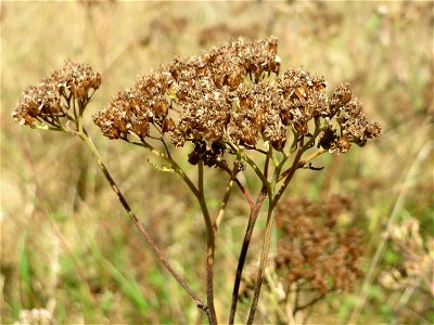 Schafgarbe (Achillea millefolium) im Naturschutzgebiet "St. Arnualer Wiesen" photo