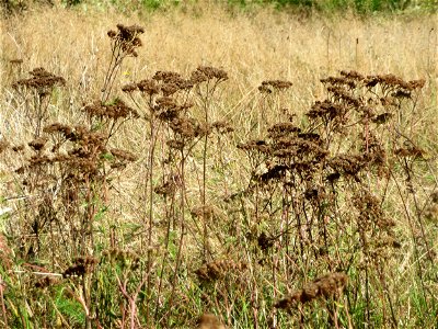 Schafgarbe (Achillea millefolium) im Naturschutzgebiet "St. Arnualer Wiesen" photo