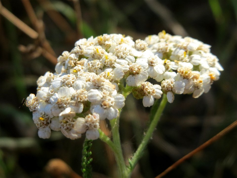 Gemeine Schafgarbe (Achillea millefolium) in Hockenheim