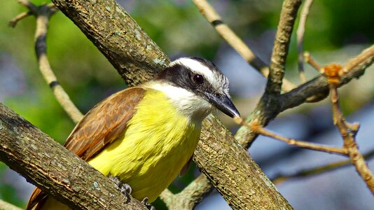 Tropical birds animals nature
