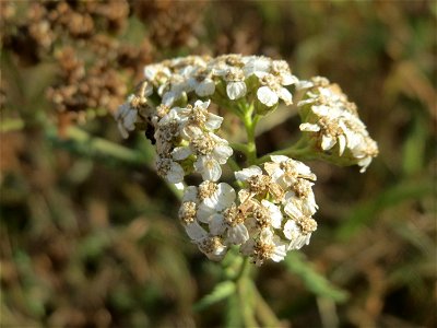 Gemeine Schafgarbe (Achillea millefolium) in Hockenheim