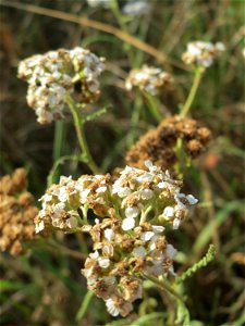 Gemeine Schafgarbe (Achillea millefolium) in Hockenheim
