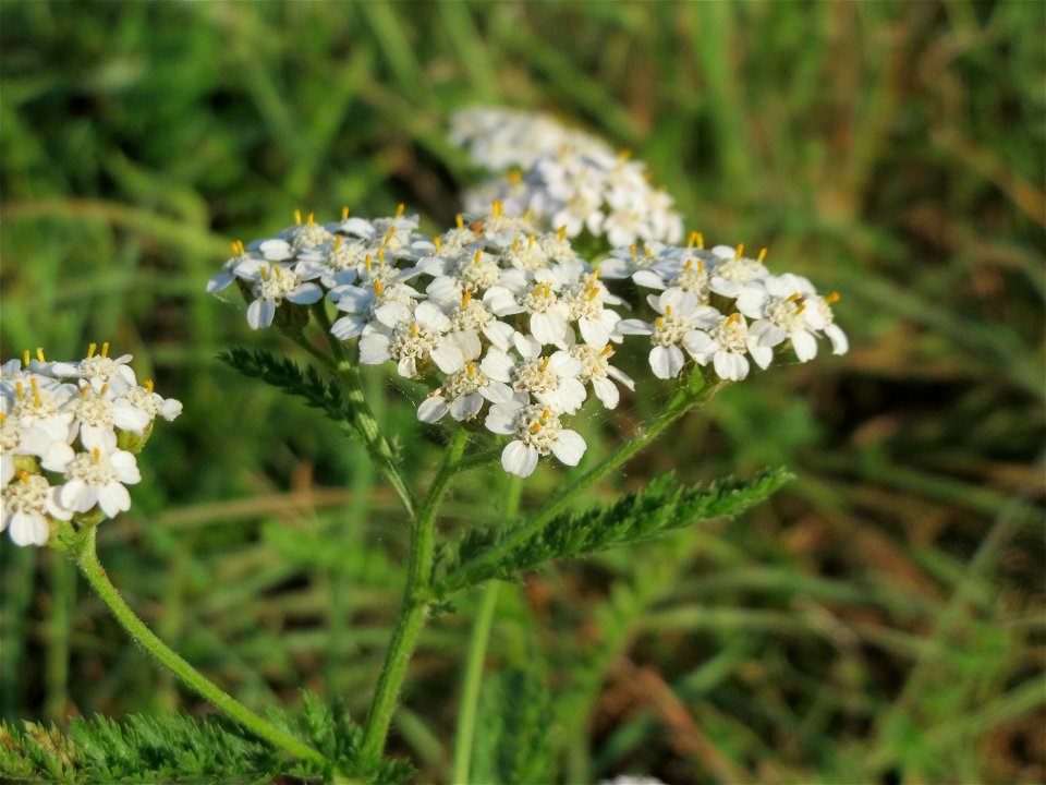 Gemeine Schafgarbe (Achillea millefolium) in Hockenheim-Talhaus