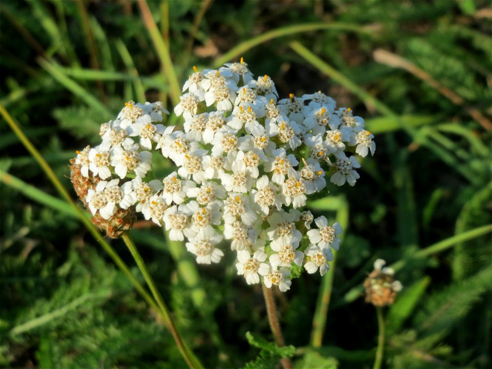 Gemeine Schafgarbe (Achillea millefolium) in Hockenheim-Talhaus