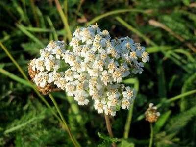 Gemeine Schafgarbe (Achillea millefolium) in Hockenheim-Talhaus