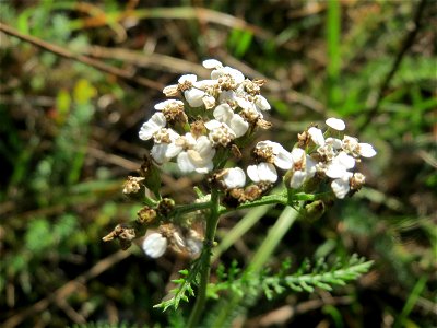 Gemeine Schafgarbe (Achillea millefolium) im Schwetzinger Hardt - an der Bahnstrecke Mannheim-Karlsruhe findet sich ein kleines Sandmagerrasen-Biotop mit typischer Binnendünen-Vegetation