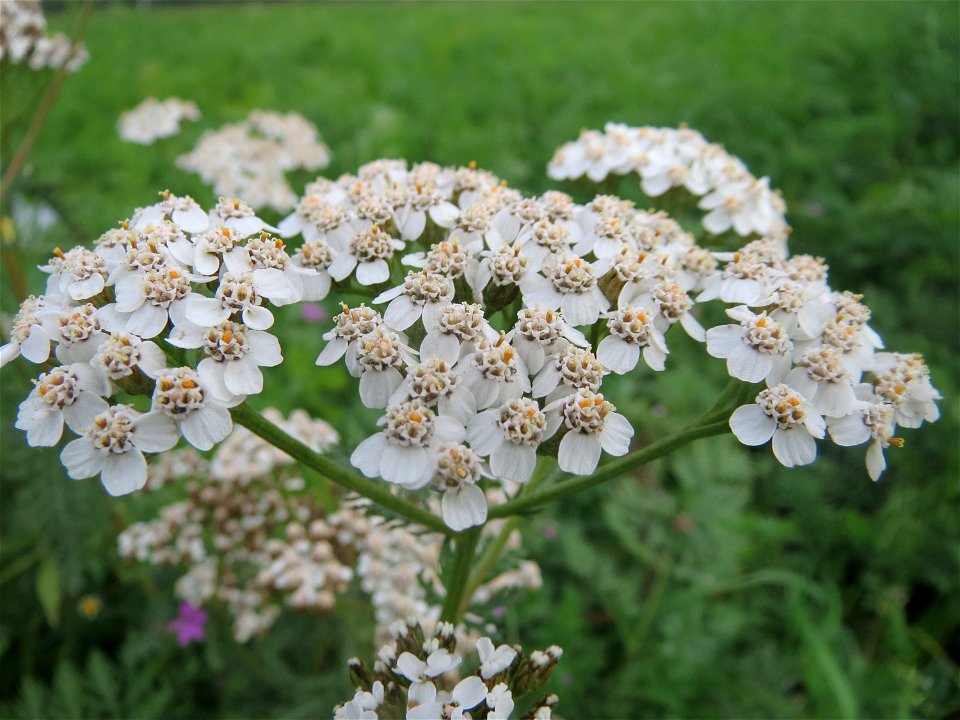 Gemeine Schafgarbe (Achillea millefolium) auf einem Acker zwischen Alt- und Neulußheim