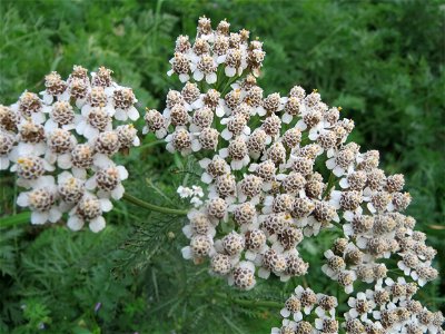 Gemeine Schafgarbe (Achillea millefolium) auf einem Acker zwischen Alt- und Neulußheim