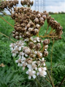 Gemeine Schafgarbe (Achillea millefolium) auf einem Acker zwischen Alt- und Neulußheim