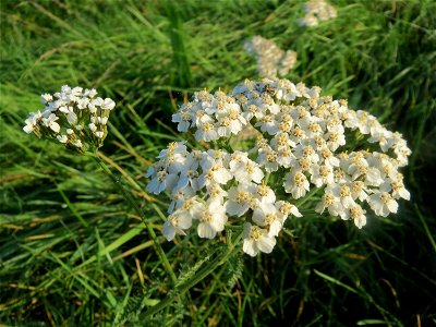 Gemeine Schafgarbe (Achillea millefolium) bei Reilingen