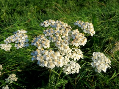 Gemeine Schafgarbe (Achillea millefolium) bei Reilingen