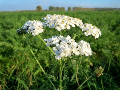 Gemeine Schafgarbe (Achillea millefolium) bei Reilingen